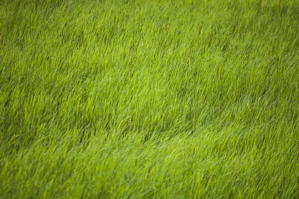 Rice fields in Thailand — Stock Photo, Image