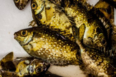 Bir pazarda Hong Kong buzda balık