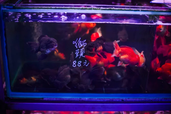 Exotic goldfish tank — Stock Photo, Image