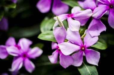 Canlı renkli florwers