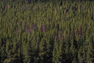 Bir ormandaki bir kaç ölü ağaçlar 