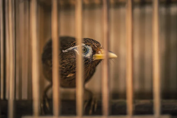 Kafesteki kuşlar — Stok fotoğraf