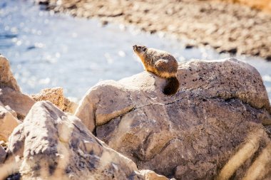 kayanın üzerinde bir sıçan