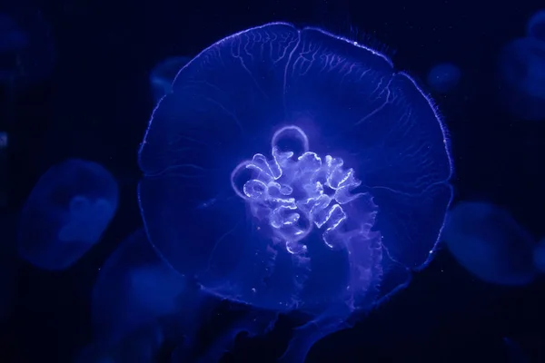 Bir koyu mavi arka plan aydınlatmalı jellywish