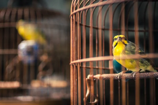 Pájaro amarillo en una jaula — Foto de Stock