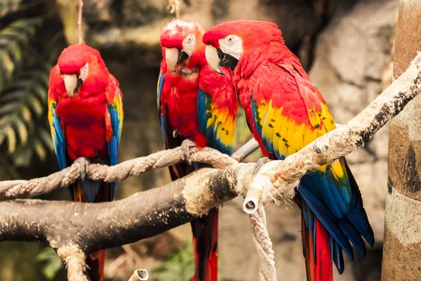 Красный попугай ара — стоковое фото