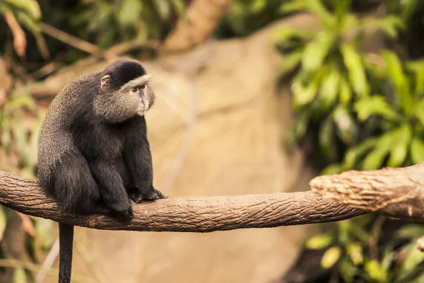 Lindo mono en rama — Foto de Stock