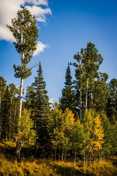 Aspen árboles cambiando de color — Foto de Stock