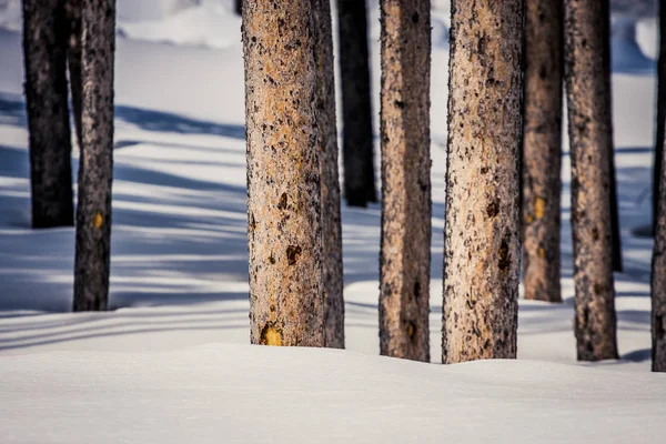 Baumstämme mit Schnee — Stockfoto