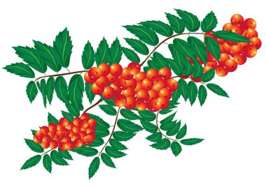 Vektör grafik resim, kırmızı şube rowan, çilek