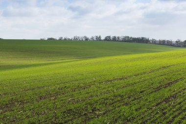 Yeşil alan, tarım genç sürgünler buğday, arpa