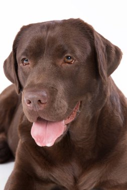 Köpek labrador beyaz arka plan üzerinde kahverengi