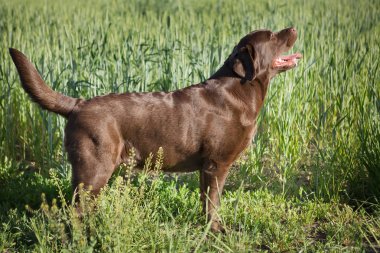 Doğal kahverengi labrador köpek