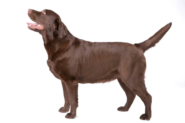 Köpek labrador beyaz arka plan üzerinde kahverengi