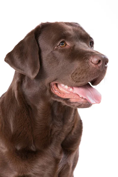 Köpek labrador beyaz arka plan üzerinde kahverengi