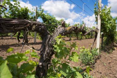 Üzüm bağları, asma, Yeşil üzüm olgunlaştırmak, mavi gökyüzünde güzel bulutlar