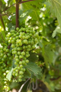 Üzüm bağları, asma, Yeşil üzüm olgunlaştırmak, yakın çekim