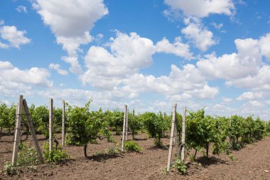 Üzüm bağları, asma, Yeşil üzüm olgunlaştırmak, mavi gökyüzünde güzel bulutlar