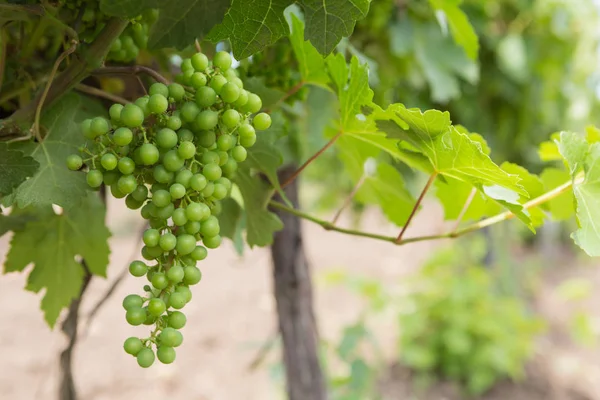 Viñedos, vid, uvas verdes maduran, primer plano — Foto de Stock