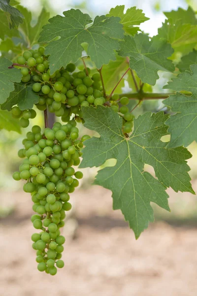 Viñedos, vid, uvas verdes maduran, primer plano — Foto de Stock