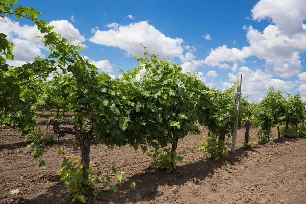 Viñedos, vid, uvas verdes maduran, hermosas nubes en el cielo azul — Foto de Stock