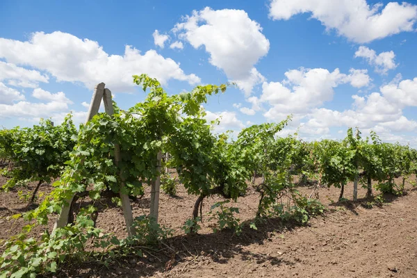 Viñedos, vid, uvas verdes maduran, hermosas nubes en el cielo azul —  Fotos de Stock