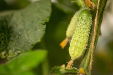 Salatalık bir sap üzerinde sıkı, sera, çiçek ve küçük salatalık büyümek