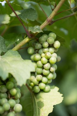 Büyük demet in üzüm olgunlaştırmak yeşil arka planı