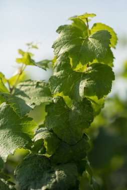 Mavi gökyüzüne karşı yeşil yaprakları ile asma