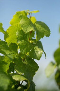 Mavi gökyüzüne karşı yeşil yaprakları ile asma