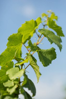 Mavi gökyüzüne karşı yeşil yaprakları ile asma