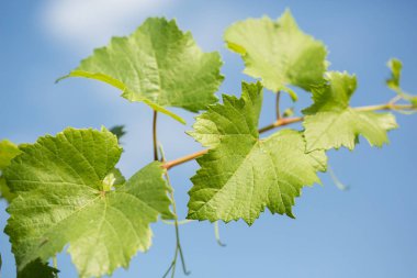 Mavi gökyüzüne karşı yeşil yaprakları ile asma