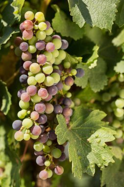 Büyük demet siyah üzüm olgunlaştırmak yeşil bir arka planı