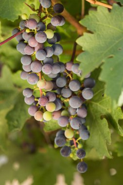 Büyük demet siyah üzüm olgunlaştırmak yeşil bir arka planı