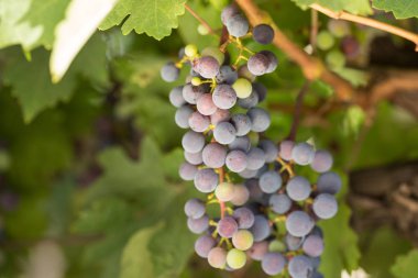 Büyük demet siyah üzüm olgunlaştırmak yeşil bir arka planı