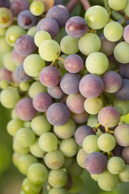 Büyük demet siyah üzüm olgunlaştırmak yeşil bir arka planı