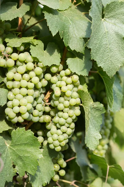 Grandes racimos de uvas maduran sobre el fondo de la vegetación — Foto de Stock