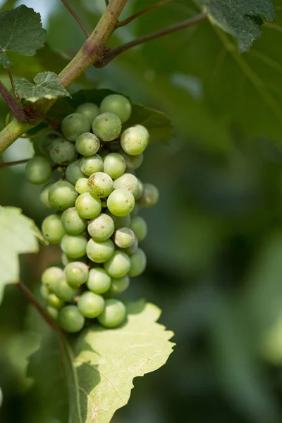 Grandes racimos de uvas maduran sobre el fondo de la vegetación — Foto de Stock