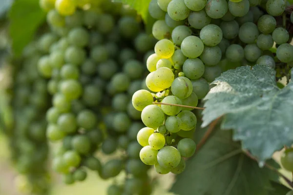 Grandes racimos de uvas maduran sobre el fondo de la vegetación — Foto de Stock