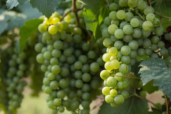 Grandes racimos de uvas maduran sobre el fondo de la vegetación — Foto de Stock