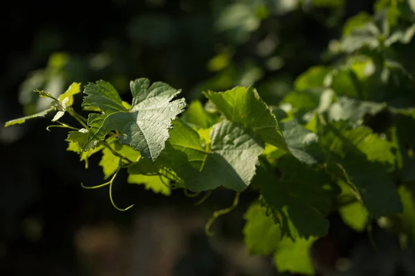 Viña con hojas verdes sobre un fondo verde — Foto de Stock