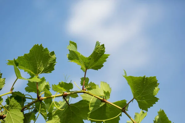 Viña con hojas verdes contra el cielo azul — Foto de Stock
