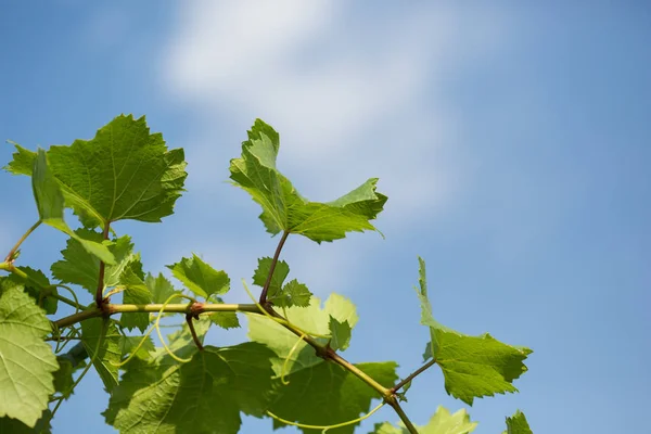 Viña con hojas verdes contra el cielo azul — Foto de Stock