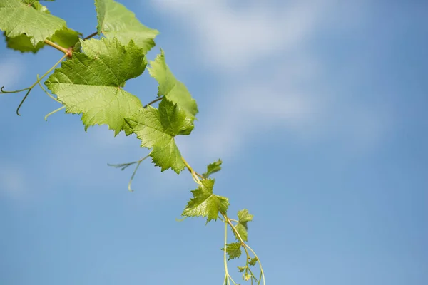 Viña con hojas verdes contra el cielo azul — Foto de Stock