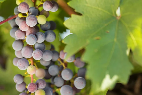 Grandes racimos de uvas negras maduran sobre un fondo de vegetación — Foto de Stock