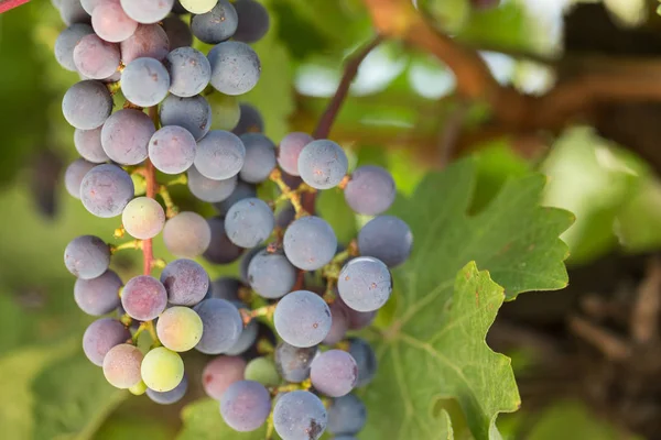 Grandes racimos de uvas negras maduran sobre un fondo de vegetación — Foto de Stock