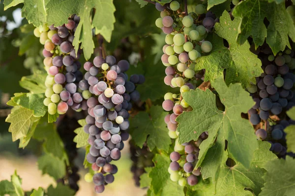 Grandes racimos de uvas negras maduran sobre un fondo de vegetación — Foto de Stock