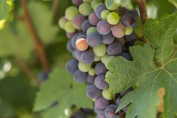 Duże bukiety czarne winogrona dojrzewają na tle zieleni — Zdjęcie stockowe