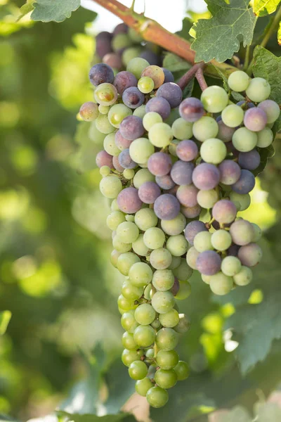 Grandes racimos de uvas negras maduran sobre un fondo de vegetación — Foto de Stock