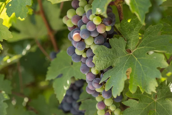 Grandes racimos de uvas negras maduran sobre un fondo de vegetación — Foto de Stock